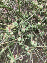 Ephedra tweedieana