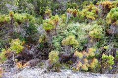 Gleichenia polypodioides