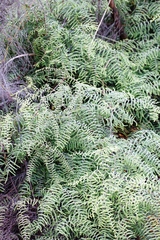 Gleichenia polypodioides