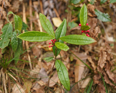 Ardisia lindleyana