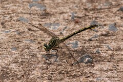 Ceratogomphus pictus