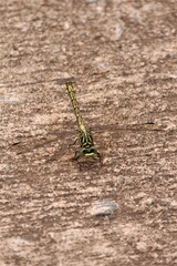 Ceratogomphus pictus