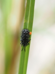 Hispellinus multispinosus