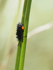 Hispellinus multispinosus