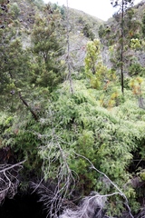 Widdringtonia nodiflora