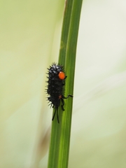 Hispellinus multispinosus