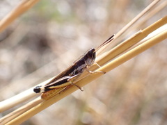 Macrotona