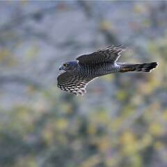 Accipiter nisus