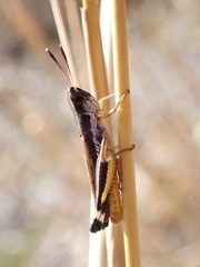Macrotona