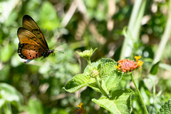 Acraea natalica