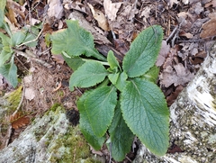 Digitalis purpurea