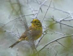 Emberiza citrinella
