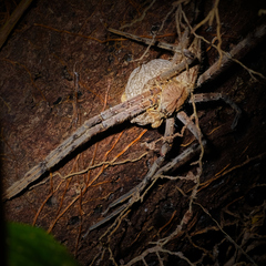 Heteropoda boiei