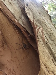 Heteropoda jugulans
