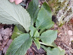 Digitalis purpurea