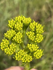 Crassula vaginata