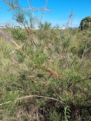 Melaleuca linearis