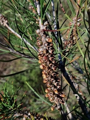 Melaleuca linearis