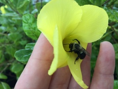 Bombus impatiens
