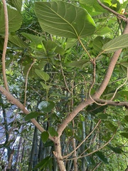 Ficus auriculata