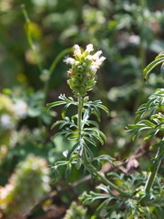 Nepeta annua