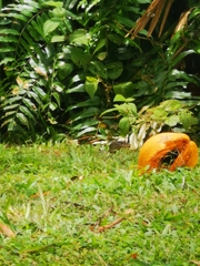 Varanus salvator macromaculatus