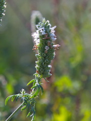 Nepeta annua