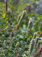 Nepeta annua