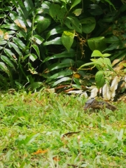 Varanus salvator macromaculatus
