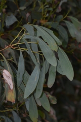 Acacia obliquinervia