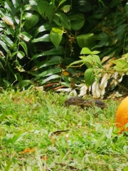 Varanus salvator macromaculatus