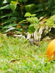 Varanus salvator macromaculatus