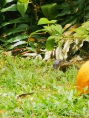 Varanus salvator macromaculatus