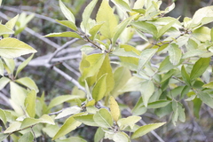 Maytenus acuminata acuminata