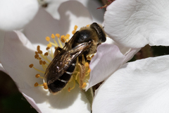 Halictus rubicundus