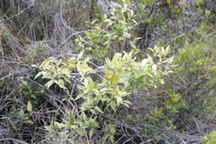 Maytenus acuminata acuminata