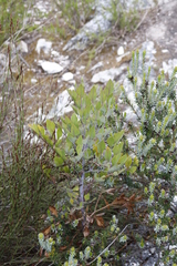 Notobubon galbanum