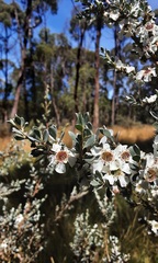 Leptospermum myrtifolium