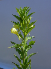 Oenothera chicaginensis