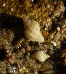 Paciocinebrina interfossa