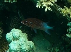 Sargocentron caudimaculatum