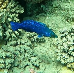 Larabicus quadrilineatus