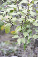 Maytenus acuminata