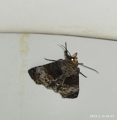 Catephiodes trinidadensis