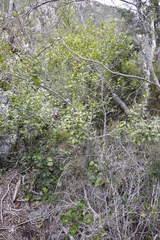 Maytenus acuminata