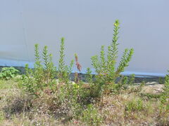 Oenothera chicaginensis