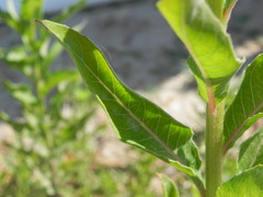 Oenothera chicaginensis