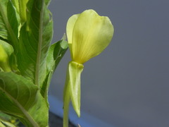 Oenothera chicaginensis