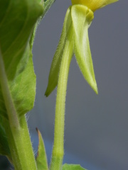 Oenothera chicaginensis