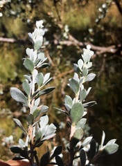 Leptospermum myrtifolium